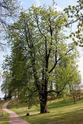 Aesculus hippocastanum - jírovec maďal - celek jaro (36)